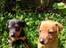 MinPins in Swanley