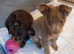Tiny purebred Russian Toy puppies long-haired