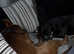 Male 9 month old German shorthaired pointer Pup