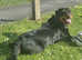 2 year old female rottie looking for her forever home.