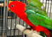 Proven pair of King Parrot male and female