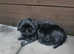 Shihtzu puppys