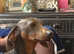 Dachshund male