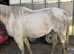 16.2 14yo Safe All Rounder