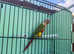 Conure hen bird