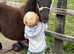 Standard Shetland filly