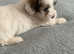 Lhasa apso x Lhasa apso x terrier