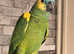 Stunning baby blue fronted Amazon Parrot