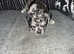 4 beautiful blue merle jugs