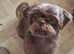 FULLY QUALIFIED PROFESSIONAL 1:1 DOG GROOMING SERVICE