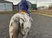 5 year old Appaloosa mare