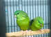 Beautiful baby linloted talking parrot