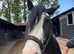 Pretty blagdon mare for sale