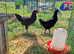 Jersey Giant Cockerel