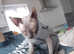 Russian Hairless Donskoy Sphynx