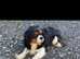 Female cavalier King Charles spaniel