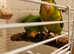 Mountain parakeets 3 looking for a new home