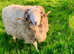 Herdwick ram lambs for sale