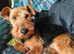 Welsh terrier girl for sale