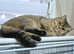 2 adult british shorthair females