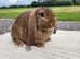 Baby German Lop Doe