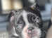 STUD! Not for sale! KC registered Boston for stud