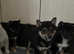 KC registered Shiba Inu Puppies Ready to Leave