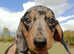 Stunning silver dapple miniature dachshunds