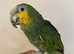 Friendly Super Tame Super Cuddly Amazon Parrot