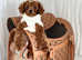 Stunning Asian teddy poodles