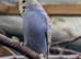 Young beautiful baby budgies for sale (cheap)