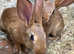 Belgian Hares - Cheshire