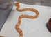 Albino baby corn snake