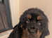 TIBETAN MASTIFF PUPPY FEMALE