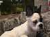 FRENCHYS Kc from £2000 with fluffy, big rope, carry Pink stunning