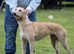 Two lurcher pups
