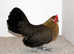 Dutch bantam chicks DAY OLD
