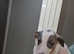 Last 2 whippet puppies - Ready to leave