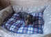 Dachshund