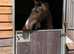 Super sweet mare Forsale