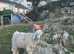 ANGORA BILLY GOAT NEEDS NEW HOME