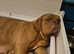 Beautiful dogue de bordeaux puppies