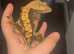 Adult female crested gecko for sale.