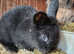 Baby Lionhead