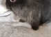 6 lionhead babys