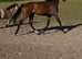 15.3hh, 3 year old mare