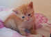 ginger/tort/partly silver tabby girls