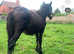 Cob colt