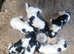 Kc English springer spaniels
