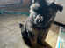 GERMAN SHEPHERD PUPPIES